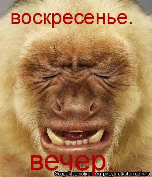 воскресенье. вечер.... Котоматрица: воскресенье. вечер.