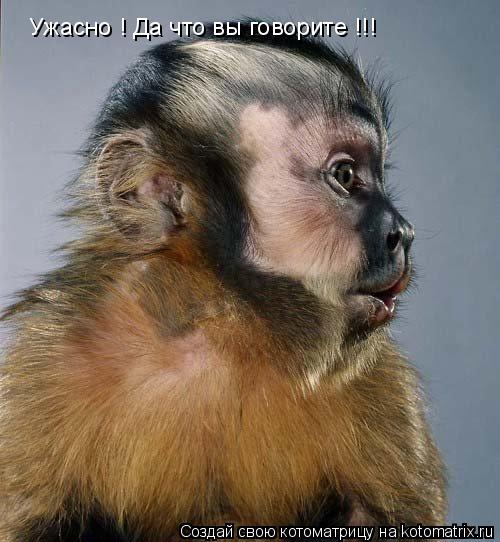 Ужасно ! Да что вы говорите !!!... Котоматрица: Ужасно ! Да что вы говорите !!!