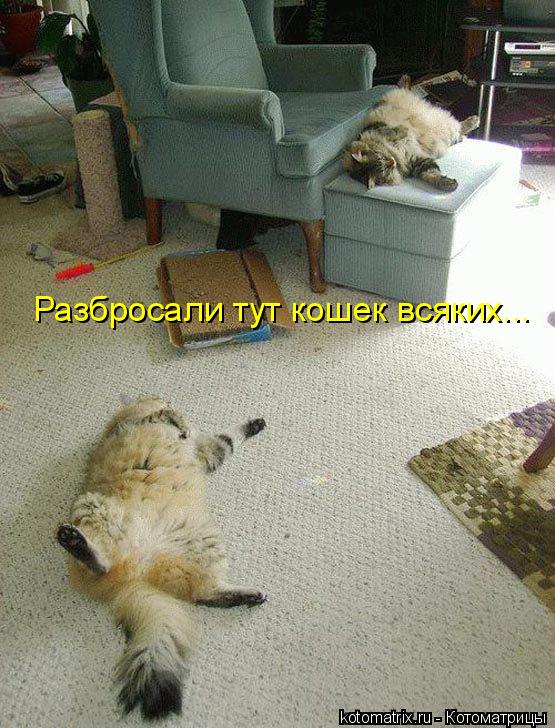 Разбросали тут кошек всяких...... Котоматрица: Разбросали тут кошек всяких...