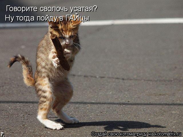 Котоматрица: Говорите сволочь усатая? Ну тогда пойду в ГАЙцы