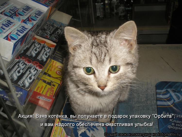 Акция! Взяв котёнка, вы получаете в подарок упаковку "Орбита", и вам надолго обеспечена счастливая ул... Котоматрица: Акция! Взяв котёнка, вы получаете в подарок упаковку "Орбита", и вам надолго обеспечена счастливая улыбка!