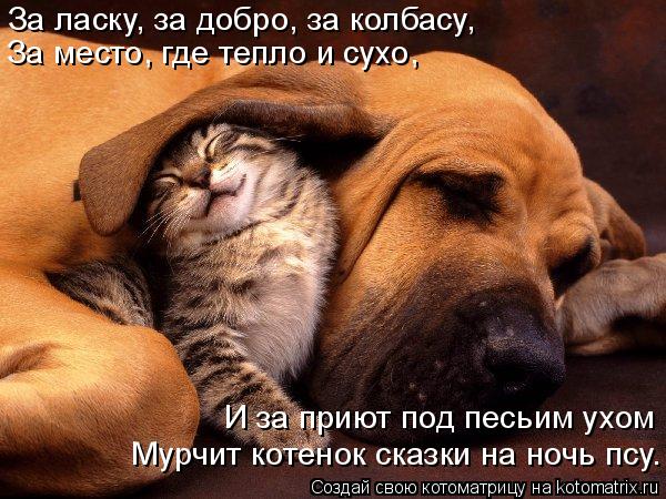 За ласку, за добро, за колбасу, За место, где тепло и сухо, И за приют под песьим ухом Мурчит котенок... Котоматрица: За ласку, за добро, за колбасу, За место, где тепло и сухо, И за приют под песьим ухом Мурчит котенок сказки на ночь псу.