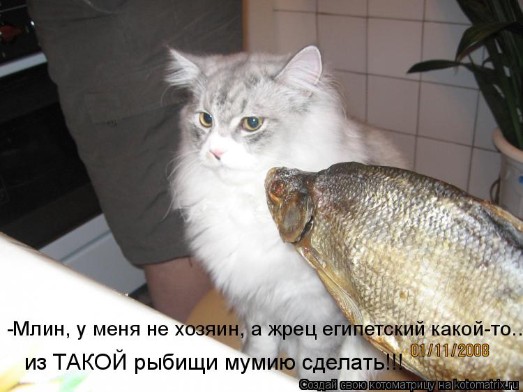 из ТАКОЙ рыбищи мумию сделать!!! -Млин, у меня не хозяин, а жрец египетский какой-то...... Котоматрица: из ТАКОЙ рыбищи мумию сделать!!! -Млин, у меня не хозяин, а жрец египетский какой-то...