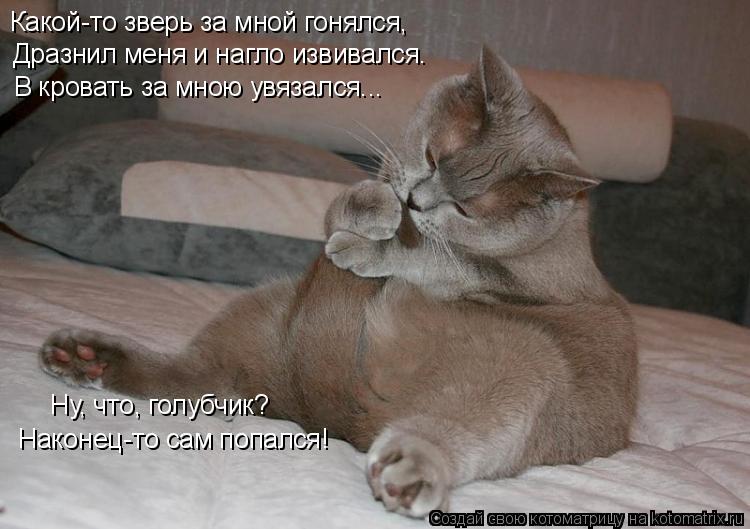 Котоматрица: Какой-то зверь за мной гонялся, Дразнил меня и нагло извивался. В кровать за мною увязался... Ну, что, голубчик? Наконец-то сам попался!