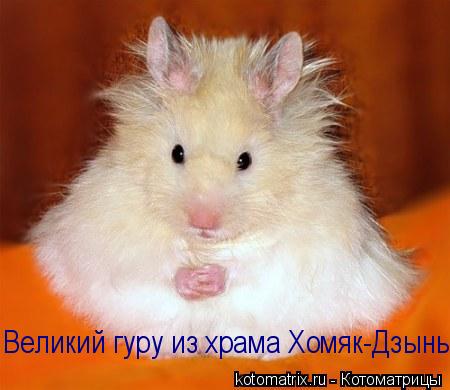 Котоматрица: Великий гуру из храма Хомяк-Дзынь.