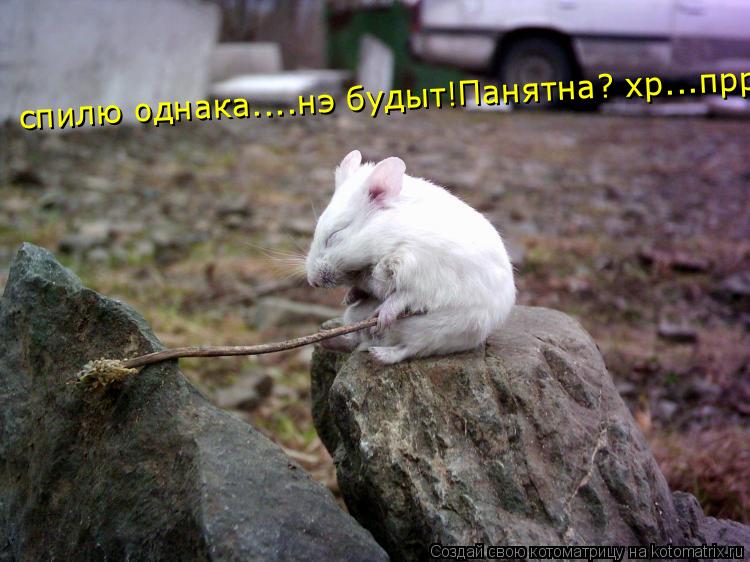Котоматрица: спилю однака....нэ будыт!Панятна? хр...прр...