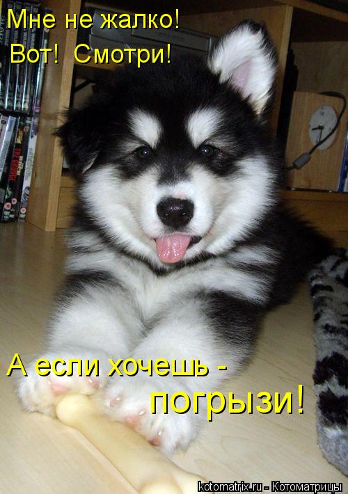 Котоматрица: Вот!  Смотри! Мне не жалко! погрызи! А если хочешь -