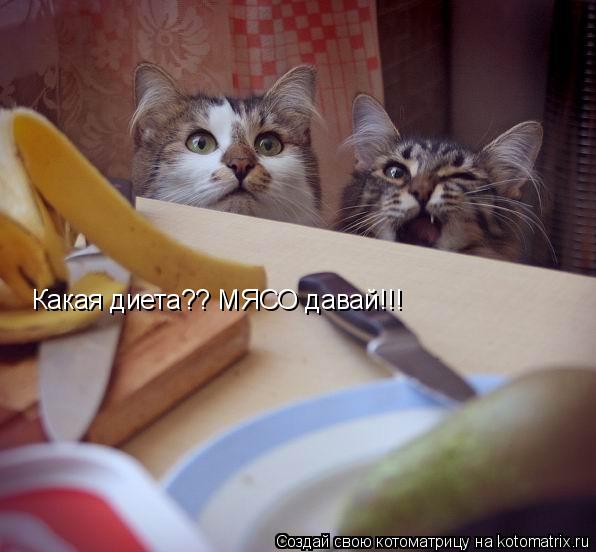 Котоматрица: Какая диета?? МЯСО давай!!!