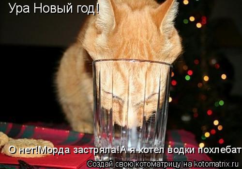 Котоматрица: Ура Новый год! О нет!Морда застряла!А я хотел водки похлебать