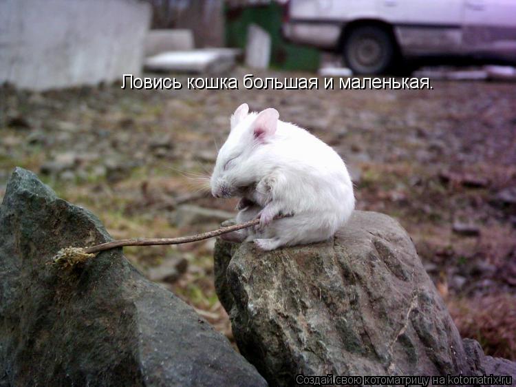 Котоматрица: Ловись кошка большая и маленькая.