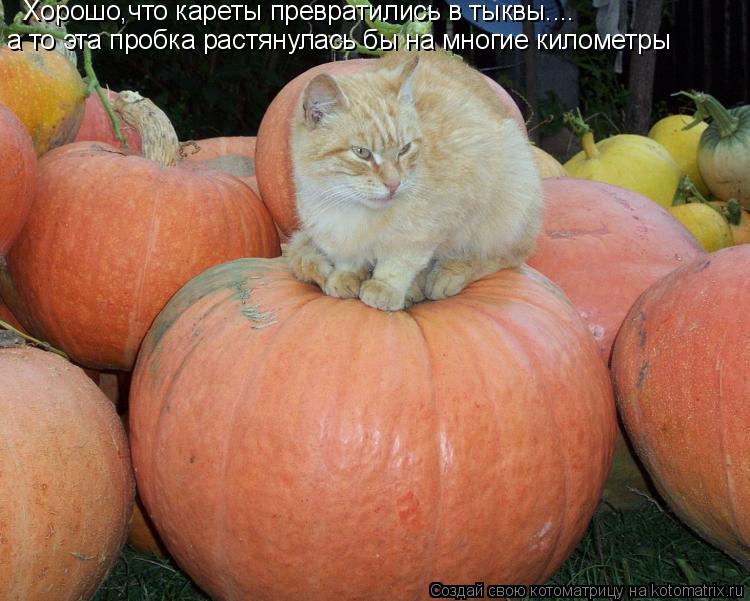 Котоматрица: Хорошо,что кареты превратились в тыквы.... а то эта пробка растянулась бы на многие километры