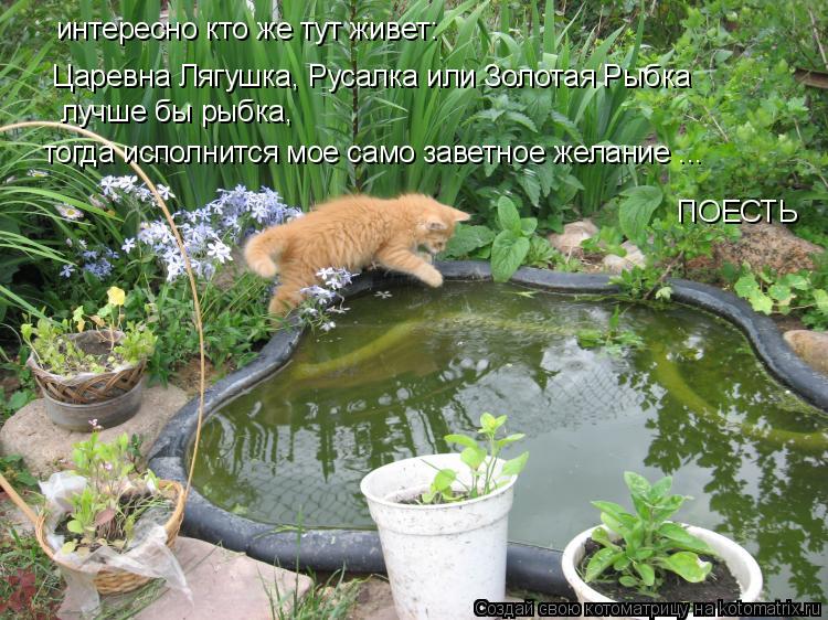 Котоматрица: интересно кто же тут живет: Царевна Лягушка, Русалка или Золотая Рыбка лучше бы рыбка,  тогда исполнится мое само заветное желание ... ПОЕСТЬ