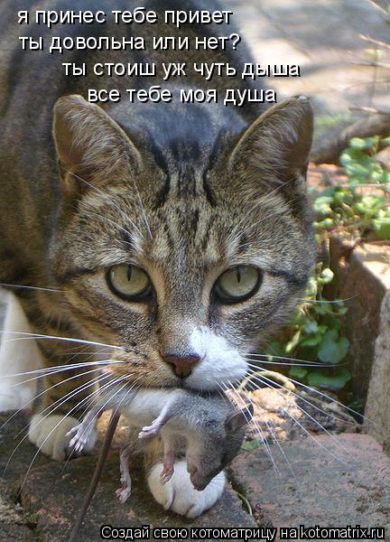 Котоматрица: я принес тебе привет ты довольна или нет? ты стоиш уж чуть дыша все тебе моя душа