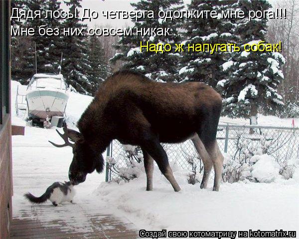 Котоматрица: Дядя лось! До четверга одолжите мне рога!!! Мне без них совсем никак... Надо ж напугать собак!