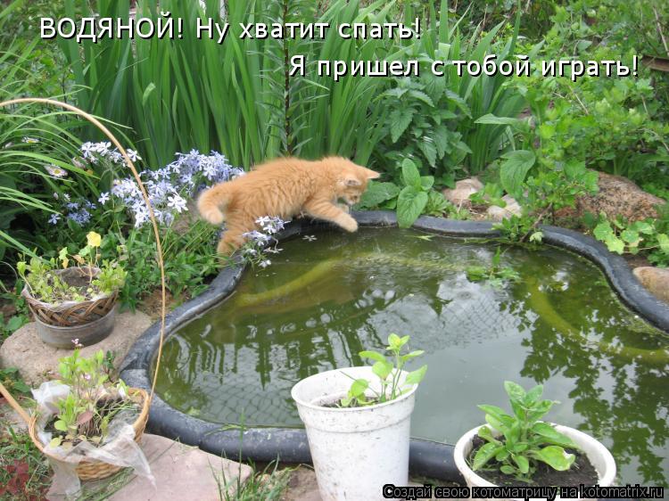 Котоматрица: ВОДЯНОЙ! Ну хватит спать! Я пришел с тобой играть!