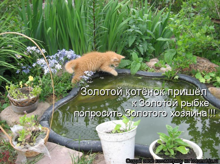 Котоматрица: Золотой котёнок пришёл к Золотой рыбке попросить Золотого хозяина!!!