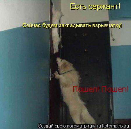 Котоматрица: Пошел! Пошел! Есть сержант! Сейчас будем закладывать взрывчатку!