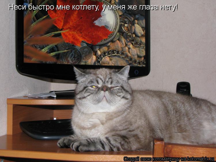 Котоматрица: Неси быстро мне котлету, у меня же глаза нету!