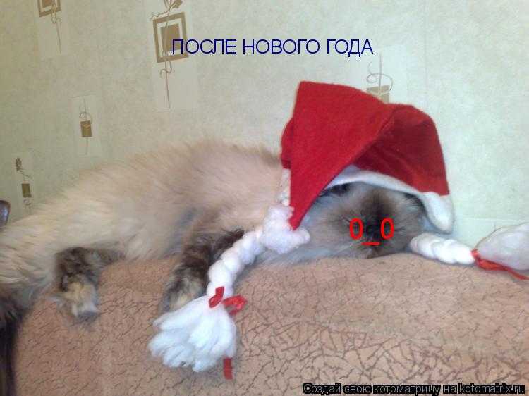 Котоматрица: ПОСЛЕ НОВОГО ГОДА  0_0