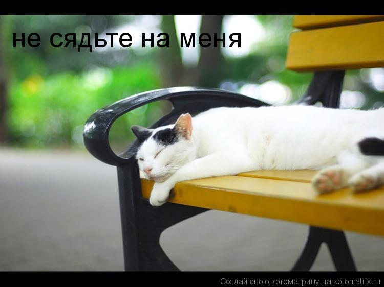 Котоматрица: не сядьте на меня