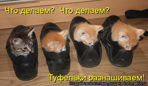 Котоматрица: Что делаем? Что делаем? Туфельки разнашиваем!