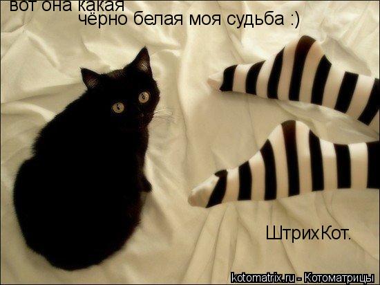Котоматрица: чёрно белая моя судьба :)    ШтрихКот.  вот она какая