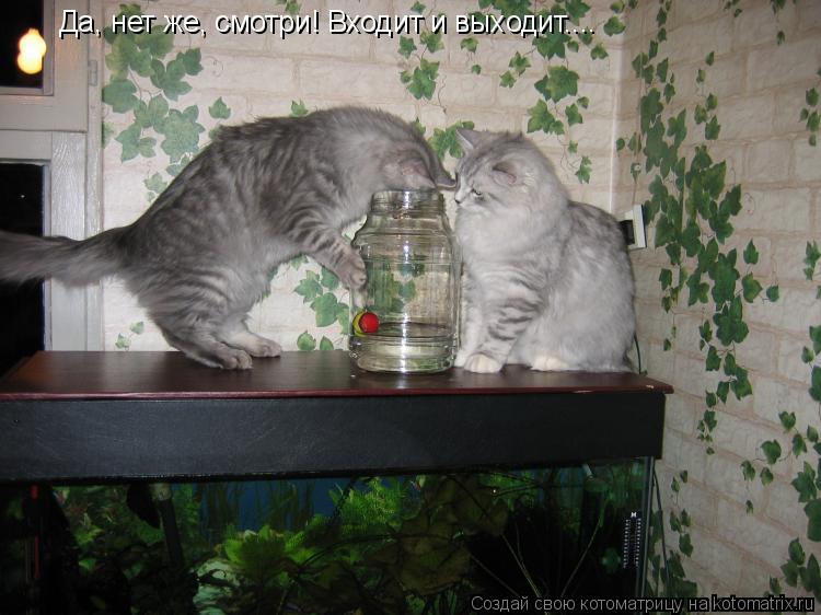 Котоматрица: Да, нет же, смотри! Входит и выходит....