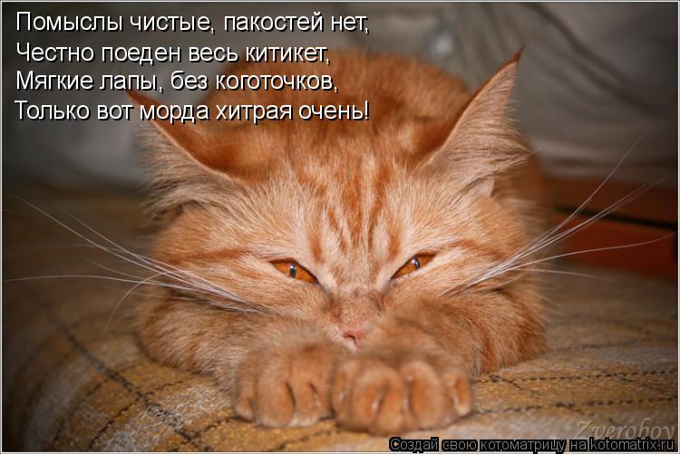 Помыслы чистые, пакостей нет, Честно поеден весь китикет, Мягкие лапы, без коготочков, Только вот мор... Котоматрица: Помыслы чистые, пакостей нет, Честно поеден весь китикет, Мягкие лапы, без коготочков, Только вот морда хитрая очень!