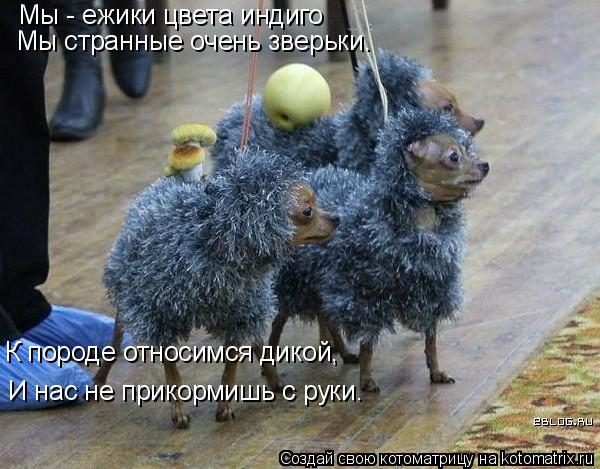 Котоматрица: Мы - ежики цвета индиго Мы странные очень зверьки. К породе относимся дикой, И нас не прикормишь с руки.
