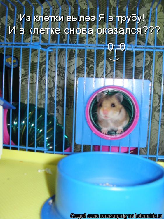 Котоматрица: 0  0 ! И в клетке снова оказался??? Из клетки вылез Я в трубу! )