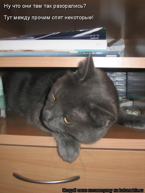 Котоматрица: Ну что они там так разорались? Тут между прочим спят некоторые!