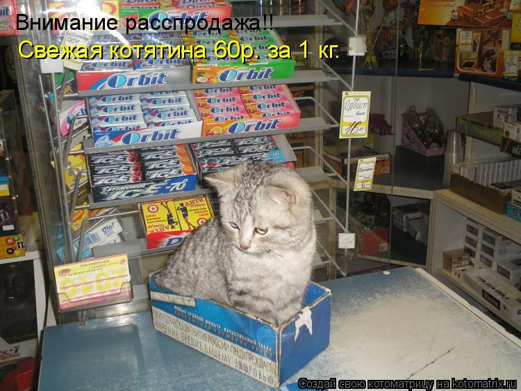 Котоматрица: Внимание расспродажа!! Свежая котятина 60р. за 1 кг.