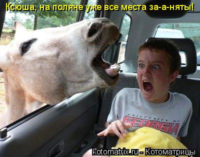 Котоматрица: Ксюша, на поляне уже все места за-а-няты!