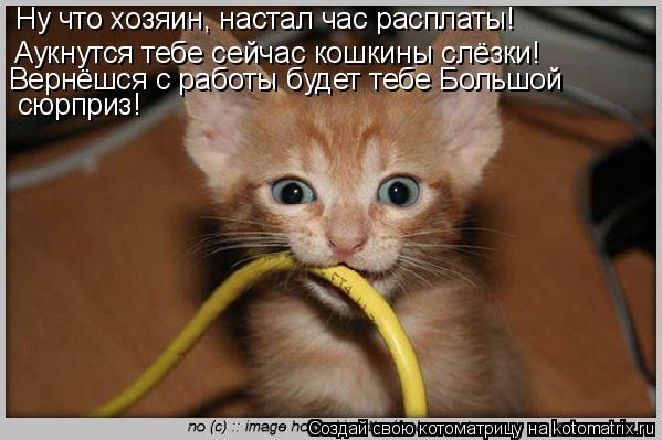 Аукнутся тебе сейчас кошкины слёзки! Вернёшся с работы будет тебе Большой сюрприз! Ну что хозяин, на... Котоматрица: Аукнутся тебе сейчас кошкины слёзки! Вернёшся с работы будет тебе Большой сюрприз! Ну что хозяин, настал час расплаты!