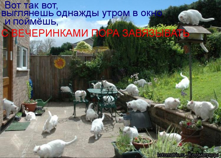 Вот так вот, выглянешь однажды утром в окно и поймёшь, С ВЕЧЕРИНКАМИ ПОРА ЗАВЯЗЫВАТЬ... Котоматрица: Вот так вот, выглянешь однажды утром в окно и поймёшь, С ВЕЧЕРИНКАМИ ПОРА ЗАВЯЗЫВАТЬ