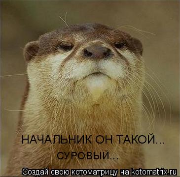НАЧАЛЬНИК ОН ТАКОЙ... СУРОВЫЙ...... Котоматрица: НАЧАЛЬНИК ОН ТАКОЙ... СУРОВЫЙ...