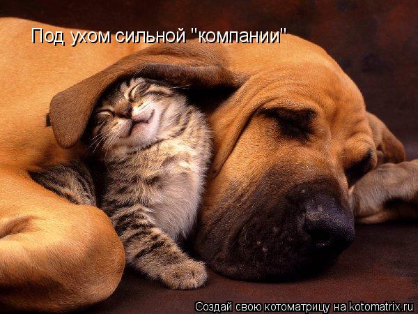 Под ухом сильной "компании"... Котоматрица: Под ухом сильной "компании"