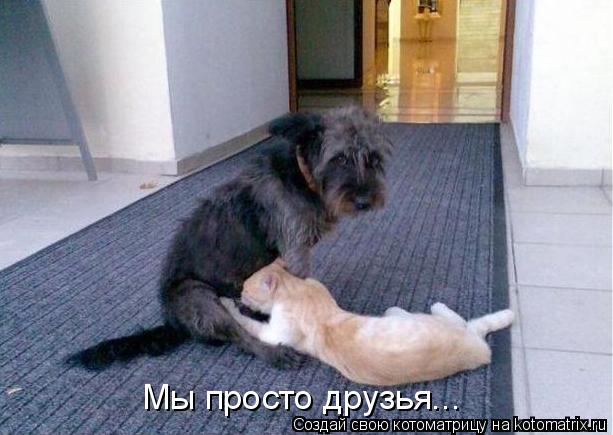 Мы просто друзья...... Котоматрица: Мы просто друзья...