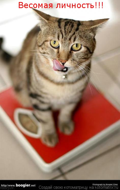 Весомая личность!!!... Котоматрица: Весомая личность!!!