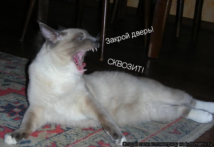 Котоматрица: Закрой дверь! СКВОЗИТ!