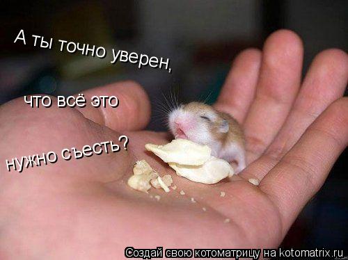 Котоматрица: А ты точно уверен, что всё это нужно съесть?