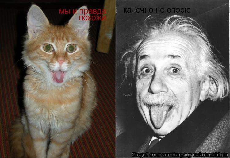 Котоматрица: мы и правда похожи канечно не спорю