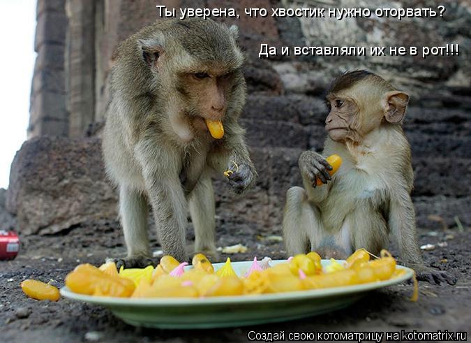 Котоматрица: Ты уверена, что хвостик нужно оторвать?  Да и вставляли их не в рот!!!