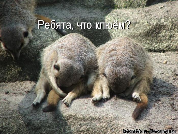Котоматрица: Ребята, что клюём?