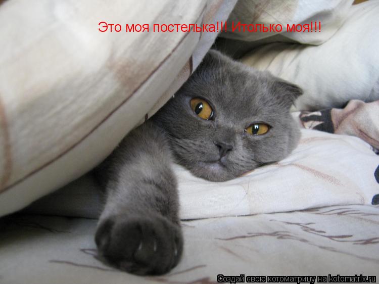 Это моя постелька!!! Итолько моя!!!... Котоматрица: Это моя постелька!!! Итолько моя!!!