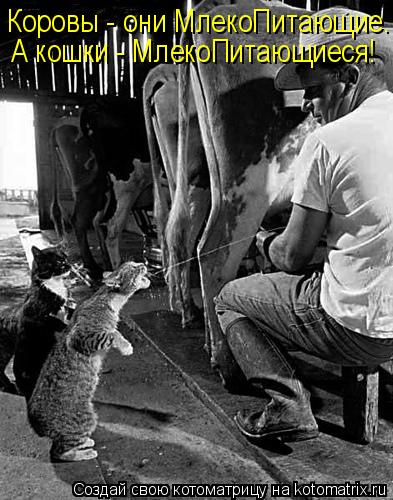Коровы - они МлекоПитающие. А кошки - МлекоПитающиеся!... Котоматрица: Коровы - они МлекоПитающие. А кошки - МлекоПитающиеся!