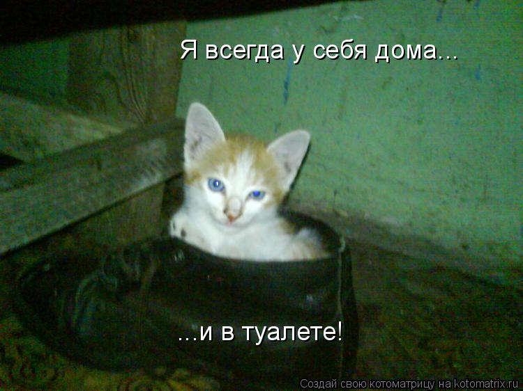 Котоматрица: Я всегда у себя дома... ...и в туалете!