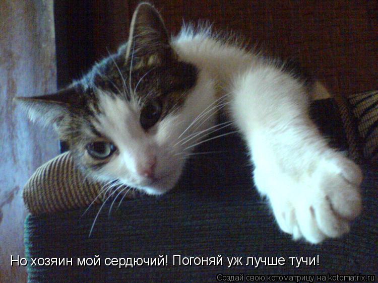 Котоматрица: Но хозяин мой сердючий! Но хозяин мой сердючий! Погоняй уж лучше тучи!