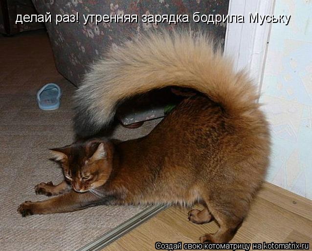 Котоматрица: делай раз! утренняя зарядка бодрила Муську