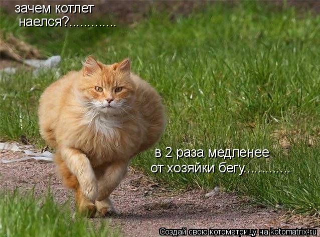 Котоматрица: зачем котлет  наелся?............. в 2 раза медленее от хозяйки бегу.............